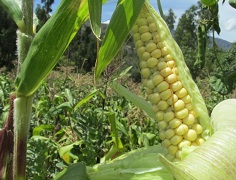 Unibagué se articula con un foro regional en la iniciativa Colombia Alimentaria, surgida entre Fundación Monómeros y la Universidad de La Salle.